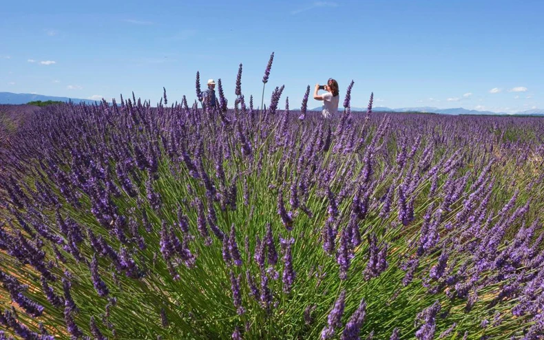 Tháng 7 tím sắc hoa oải hương ở cao nguyên Valensole nước Pháp -0