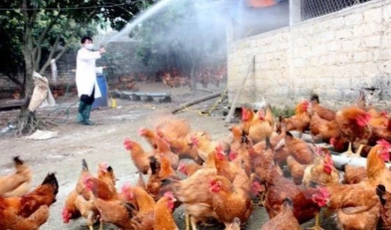 Khẩn trương phòng, chống cúm gia cầm A/H5N8 -0
