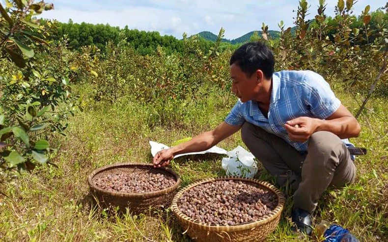 Trồng sim mang lại tiền tỷ cho người dân Cao Quảng -0