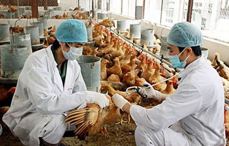 Kiểm soát tốt dịch bệnh cây trồng, vật nuôi -0