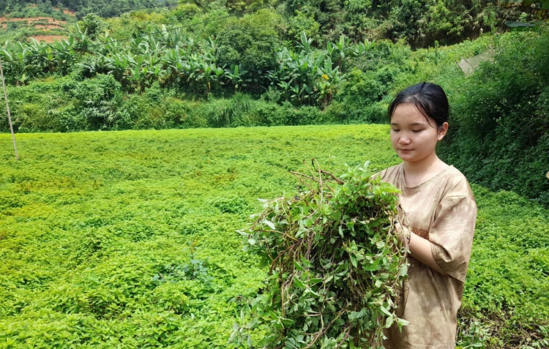 Thạch đen, cây “giảm nghèo” ở Thạch An, Cao Bằng -0