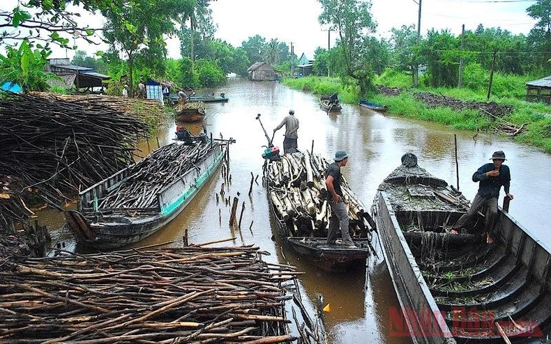 Tìm hướng đi cho lâm sản Cà Mau -0