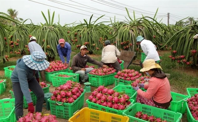 Không để đứt gãy chuỗi sản xuất, cung ứng và tiêu thụ nông sản -0