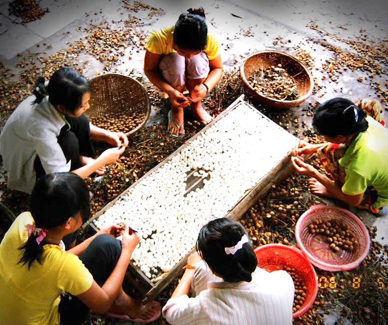 Nhiều giải pháp giúp nông dân tiêu thụ nhãn -0