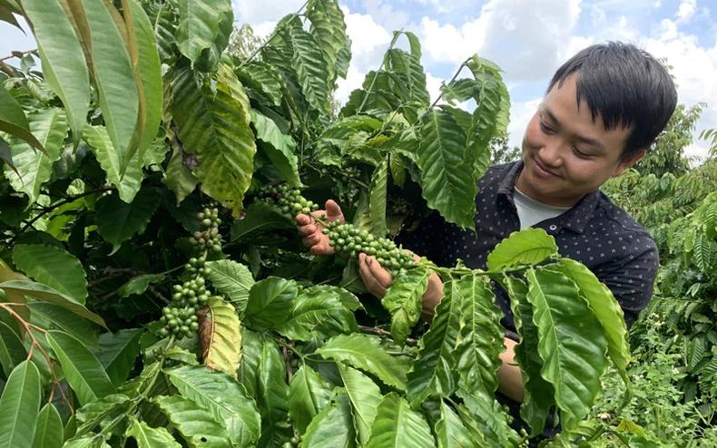 Hướng đến vùng nguyên liệu cà phê đặc sản -0