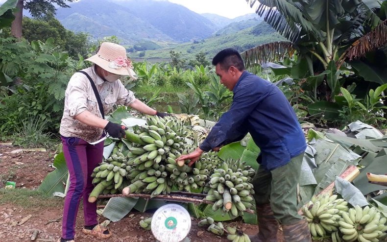 Lai Châu tìm giải pháp tiêu thụ nông sản -0