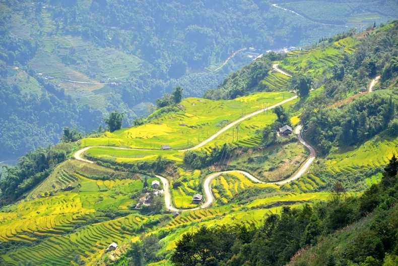 Mùa vàng trên rẻo cao -3