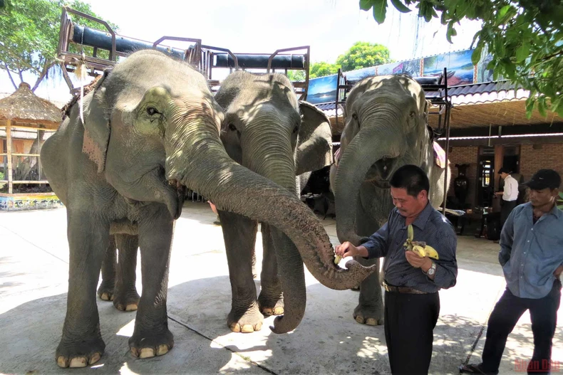 “Vua voi” Tây Nguyên đưa voi về với rừng -0