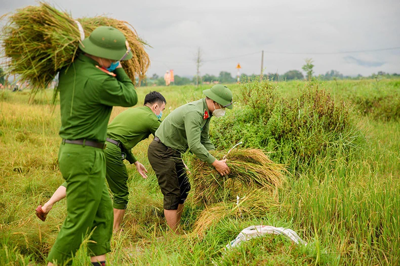 Nghệ An, Hà Tĩnh thu hoạch nhanh vụ lúa hè thu chạy bão số 5 -0