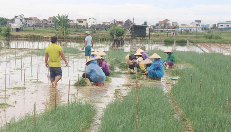 Nghệ An, Hà Tĩnh thu hoạch nhanh vụ lúa hè thu chạy bão số 5 -0