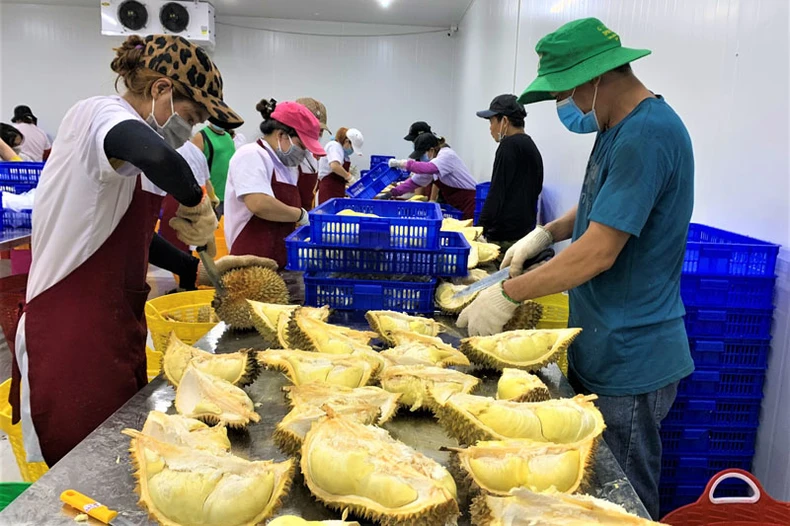 Đắk Lắk nỗ lực hỗ trợ tiêu thụ sầu riêng, bơ cho nông dân -0