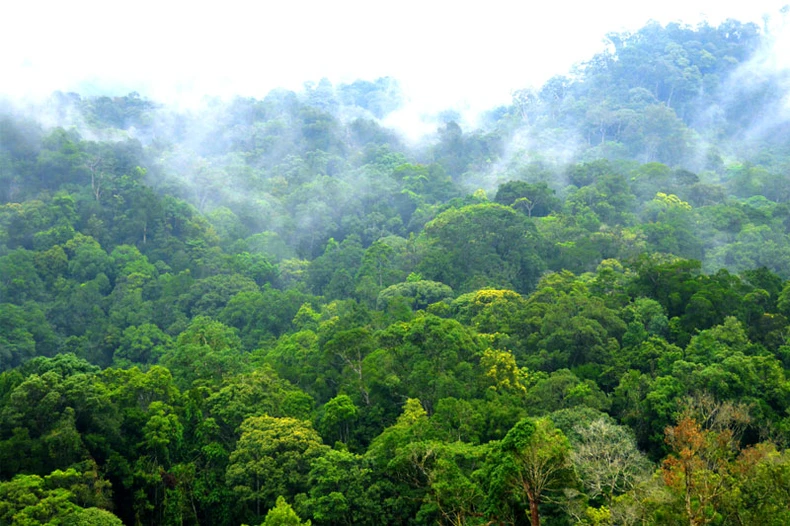 Hai khu dự trữ sinh quyển Việt Nam được UNESCO công nhận là Khu dự trữ sinh quyển thế giới -0
