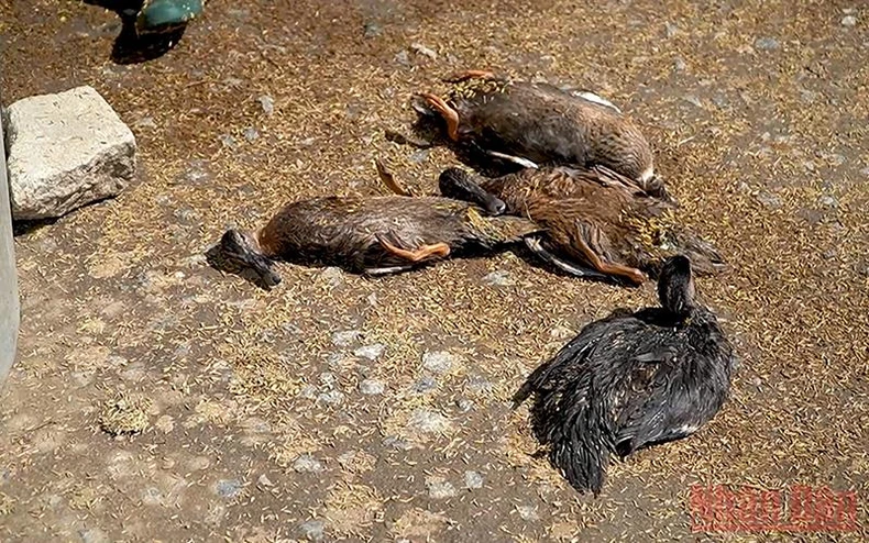 Sớm làm rõ nguyên nhân cá chết bất thường ở TP Quảng Ngãi -0