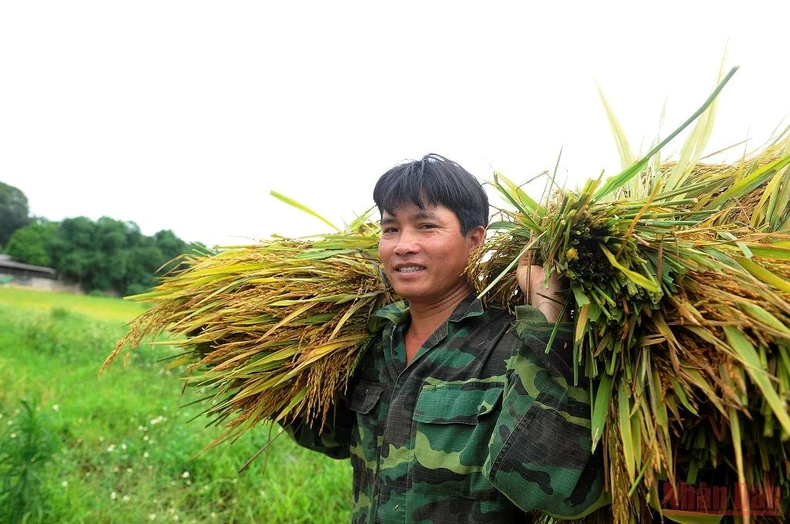 Đường làng vàng óng rơm quê -0