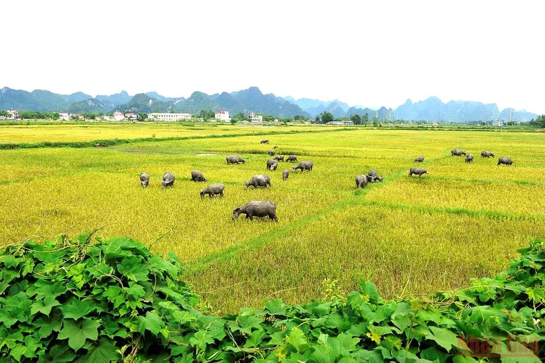 Đường làng vàng óng rơm quê -0