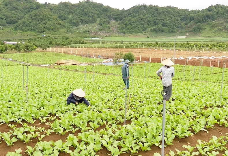 Vì sao 194 công nhân ở Sơn La bị chấm dứt hợp đồng lao động? -0