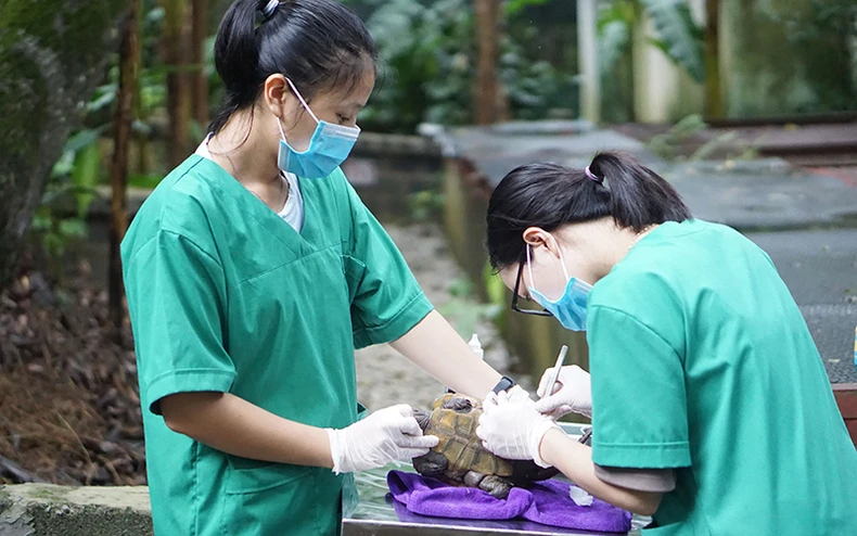 Những người bảo vệ rùa -0