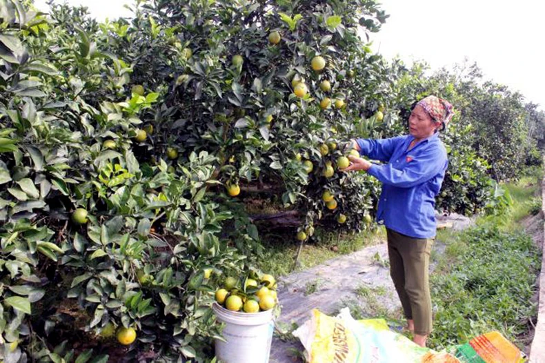 Hưng Yên xúc tiến thương mại sản phẩm cây có múi và sản phẩm OCOP -0