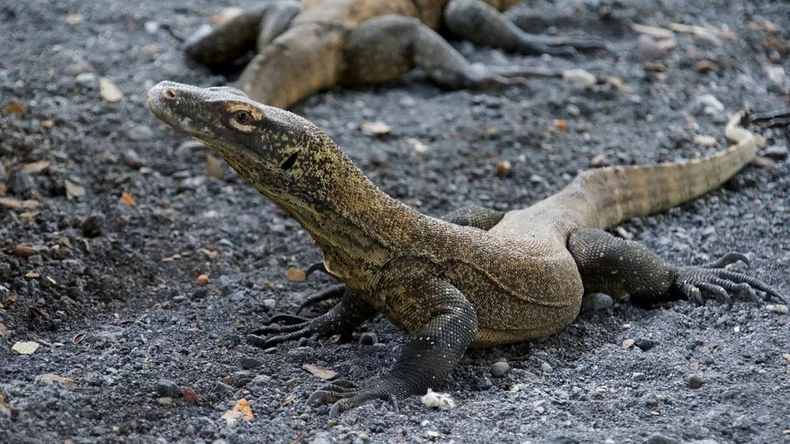 Indonesia nhân giống rồng Komodo để tránh nguy cơ tuyệt chủng -0