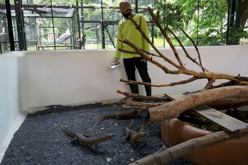 Indonesia nhân giống rồng Komodo để tránh nguy cơ tuyệt chủng -0
