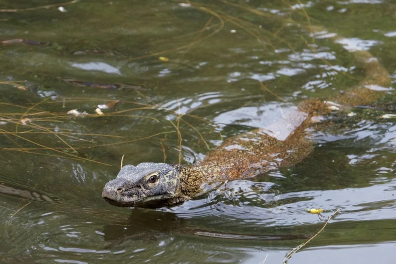 Indonesia nhân giống rồng Komodo để tránh nguy cơ tuyệt chủng -0
