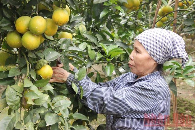 Hưng Yên hỗ trợ nông dân sản xuất và tiêu thụ cam, bưởi -0