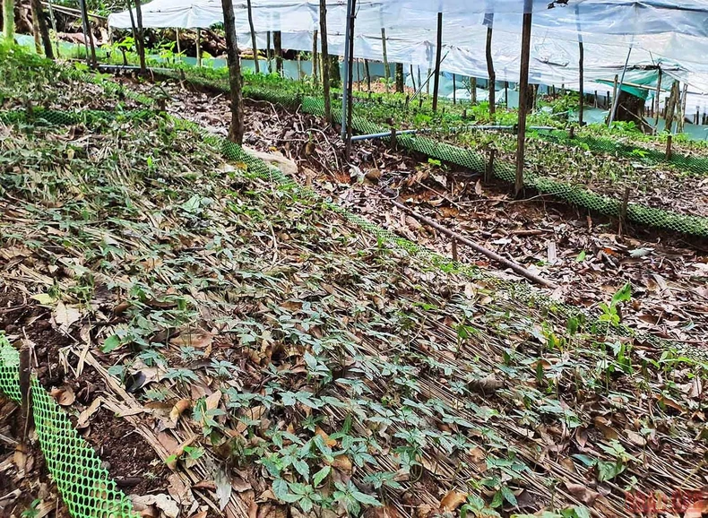 Khám phá mùa trồng mới “quốc bảo” sâm Ngọc Linh -0