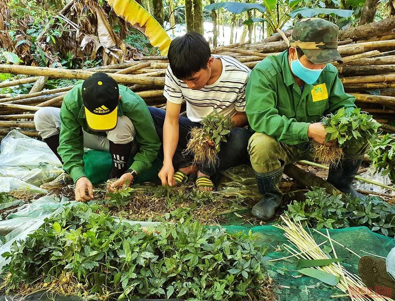 Khám phá mùa trồng mới “quốc bảo” sâm Ngọc Linh -0