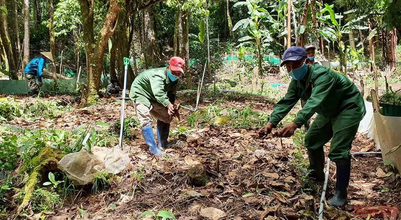 Khám phá mùa trồng mới “quốc bảo” sâm Ngọc Linh -0