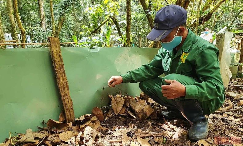 Khám phá mùa trồng mới “quốc bảo” sâm Ngọc Linh -0