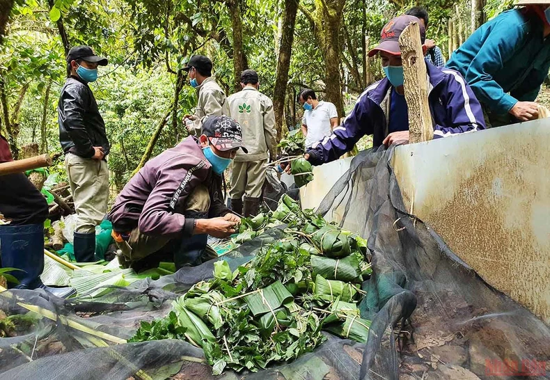 Khám phá mùa trồng mới “quốc bảo” sâm Ngọc Linh -0