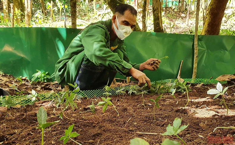 Khám phá mùa trồng mới “quốc bảo” sâm Ngọc Linh -0