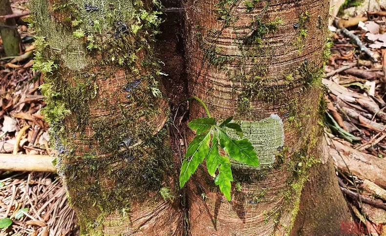 Khám phá mùa trồng mới “quốc bảo” sâm Ngọc Linh -0