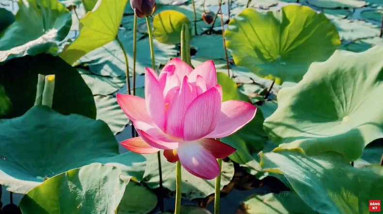 “Việt Nam: Đi Để Yêu! - Sống trọn vẹn ở Việt Nam” -1