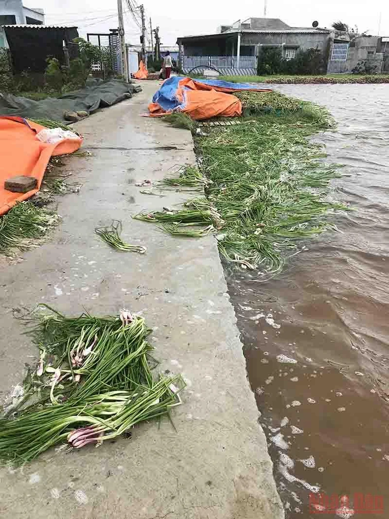 Nông dân Ninh Thuận mất trắng vụ hành tím -0