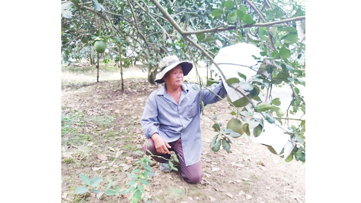 Tân Triều, nơi bưởi chờ xuân -0