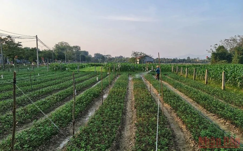 Góp phần nâng cao chất lượng nguồn lao động và giải quyết việc làm cho lao động nông thôn -0