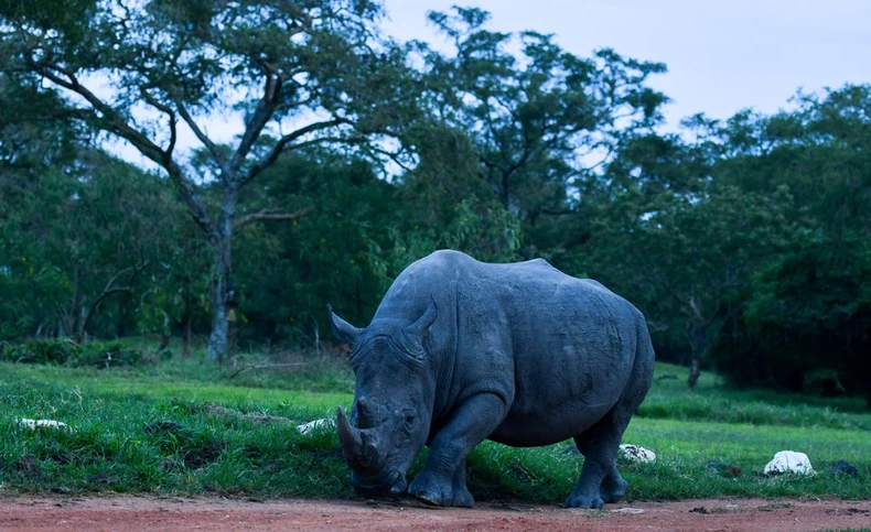 Nỗ lực bảo tồn quần thể tê giác của Uganda -0