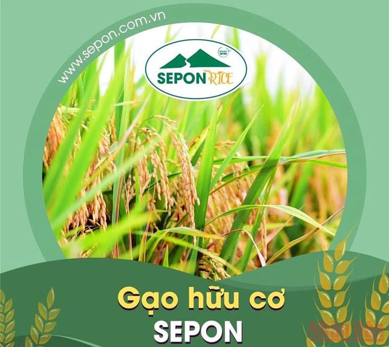 Sản xuất “Gạo hữu cơ Sepon” phục vụ xuất khẩu -0