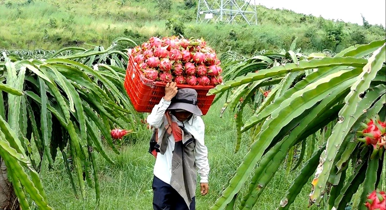 Xe chở thanh long Bình Thuận bị ùn ứ ở cửa khẩu chờ thông quan -0