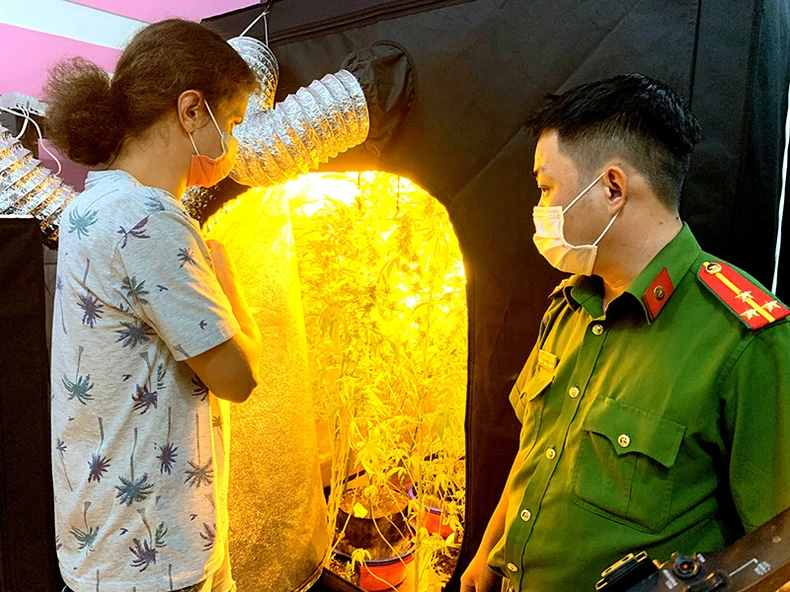 Bình Thuận phát hiện một người nước ngoài trồng, sản xuất, tàng trữ trái phép cần sa -0
