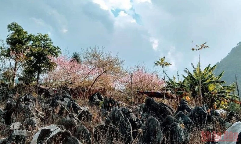 Về miền cao nguyên đá Tủa Chùa -0