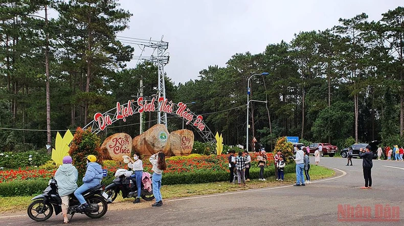 Rực rỡ mùa hoa Anh Đào Kon Plông -0