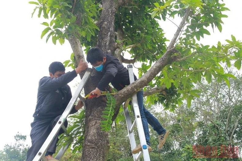 Ghép 50 giò lan quý quanh khu di tích lịch sử rừng Tướng Giáp -0