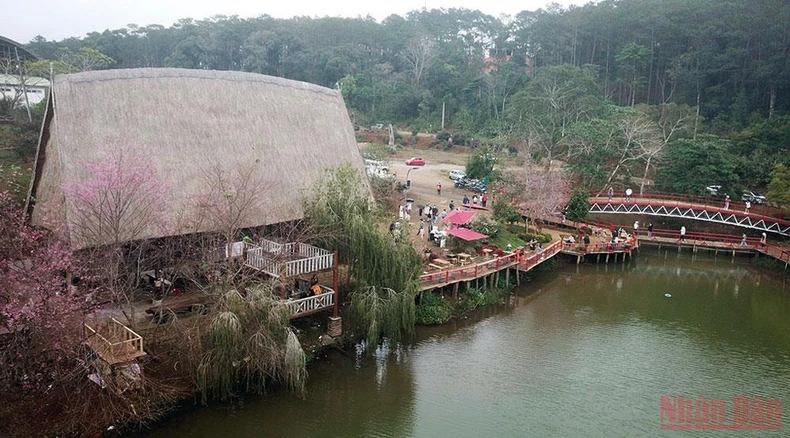 Rực rỡ mùa hoa Anh Đào Kon Plông -0