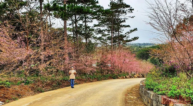 Rực rỡ mùa hoa Anh Đào Kon Plông -0