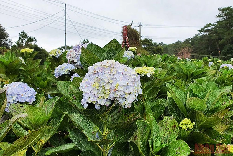 Rực rỡ mùa hoa Anh Đào Kon Plông -0