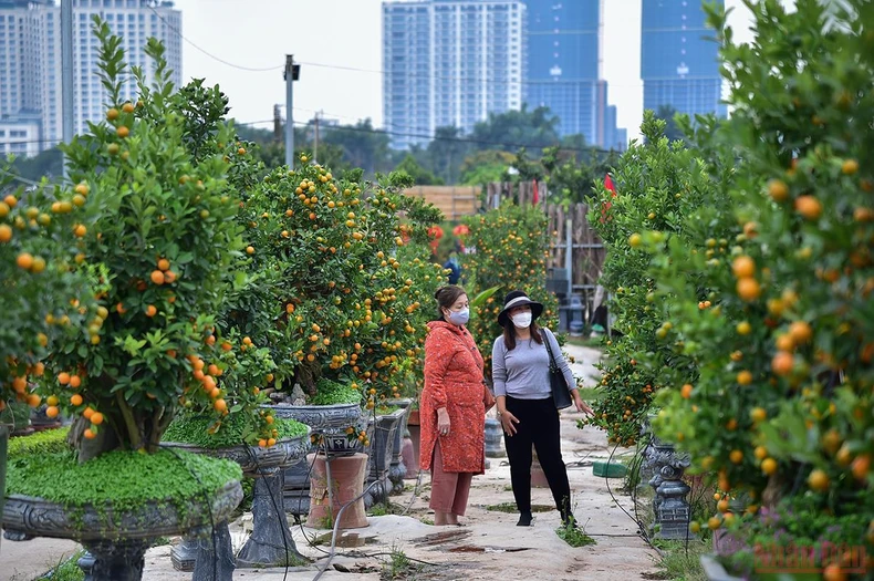 Độc đáo những mẫu quất cảnh “trình làng” trong dịp Tết Nhâm Dần 2022 -0