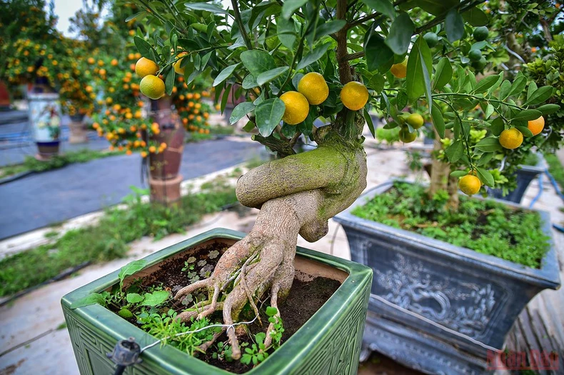 Độc đáo những mẫu quất cảnh “trình làng” trong dịp Tết Nhâm Dần 2022 -0