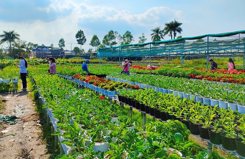 Niềm vui của bà con trồng hoa trước thềm xuân -0